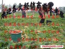 草莓大姜草莓苗選購指南 價格、廠家與圖片信息詳解